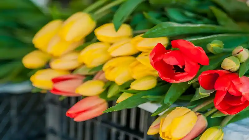 Popular Tulip Varieties That Stand Out in Any Bouquet