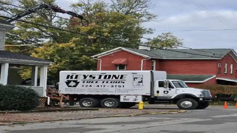 Keystone Tree Techs Review: Is This the Answer to Every Hazardous Tree Problem in Greater Pittsburgh?