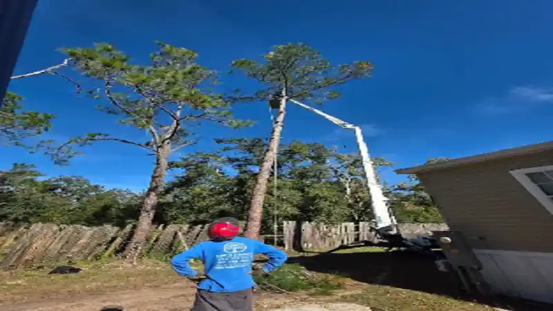 Barto Stumps and Tree Service Review: The Solution to All Your Tree Removal Headaches in Spring Hill, FL?