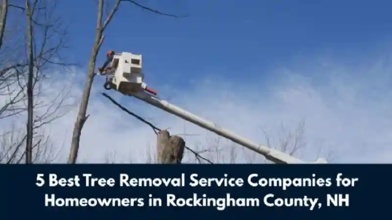 5 Best Tree Removal Service Companies for Homeowners in Rockingham County, NH