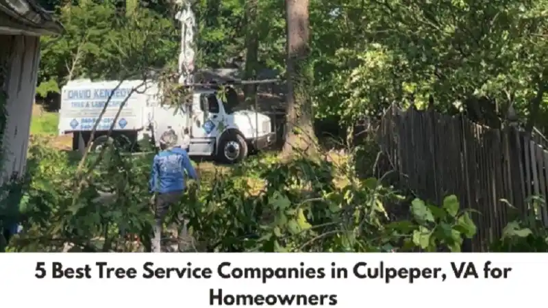 5 Best Tree Service Companies in Culpeper, VA for Homeowners