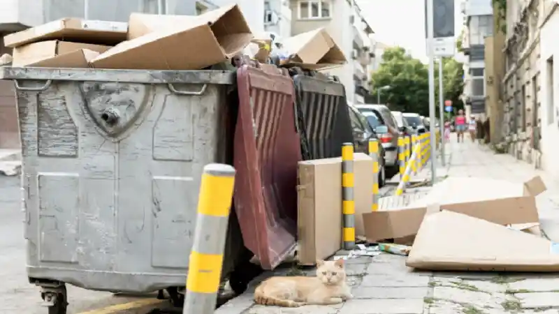 Skip Bin vs Junk Removal in Sydney: Which Is Better for Your Cleanup?